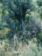 blue larkspur (Delphinium bicolor)
