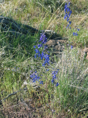 blue larkspur (Delphinium bicolor)
