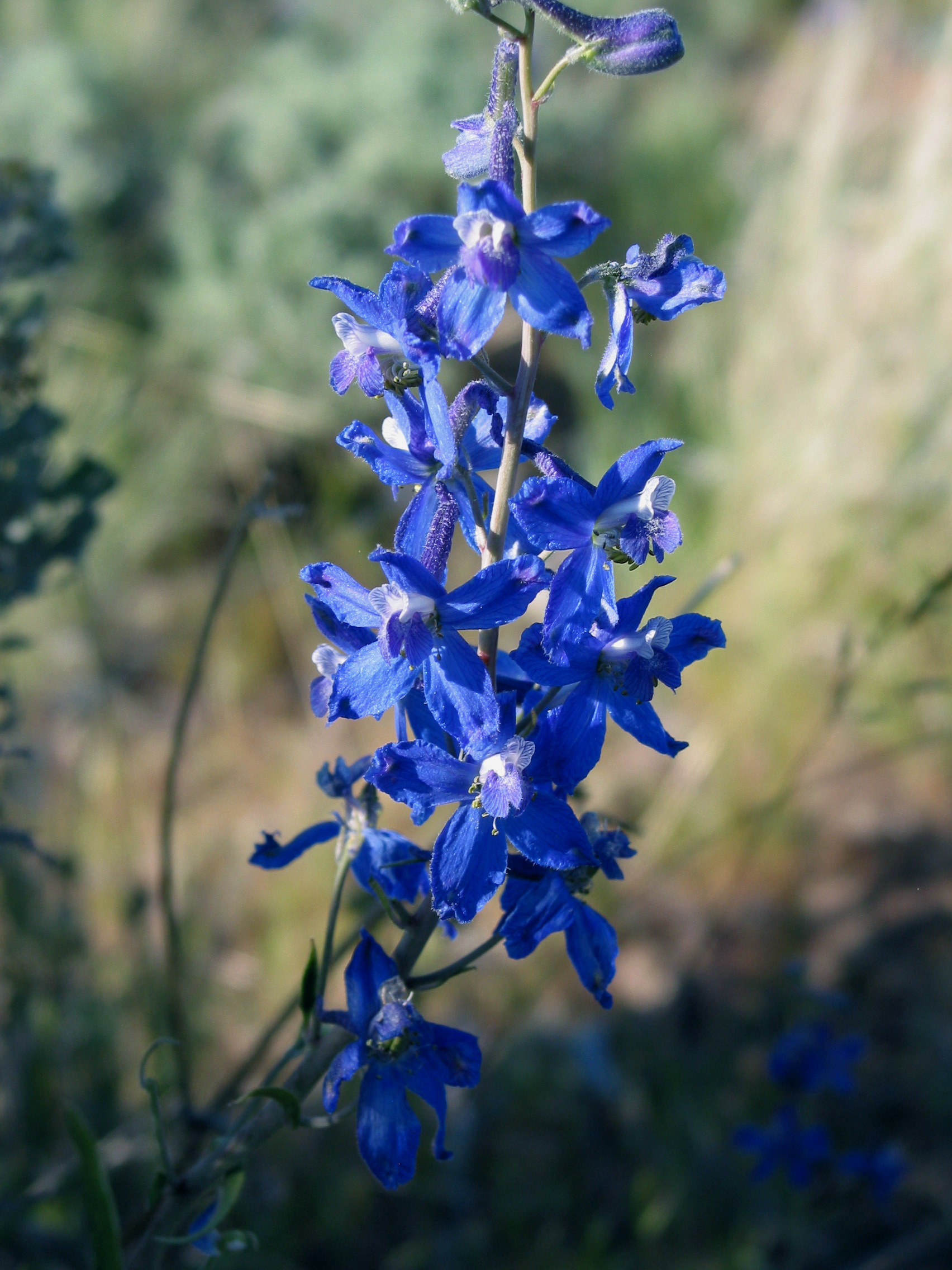 blue larkspur (Delphinium bicolor)
