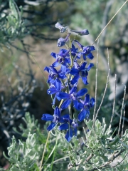 blue larkspur (Delphinium bicolor)
