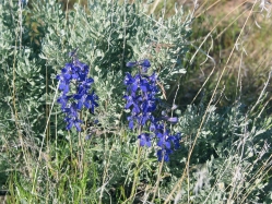 blue larkspur (Delphinium bicolor)
