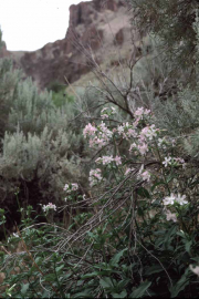 bouncingbet, soapwort (Saponaria officinalis)