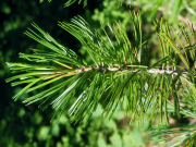 limber pine (Pinus flexilis)