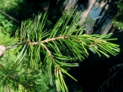 limber pine (Pinus flexilis)
