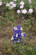 little larkspur (Delphinium bicolor)