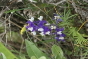 little larkspur (Delphinium bicolor)