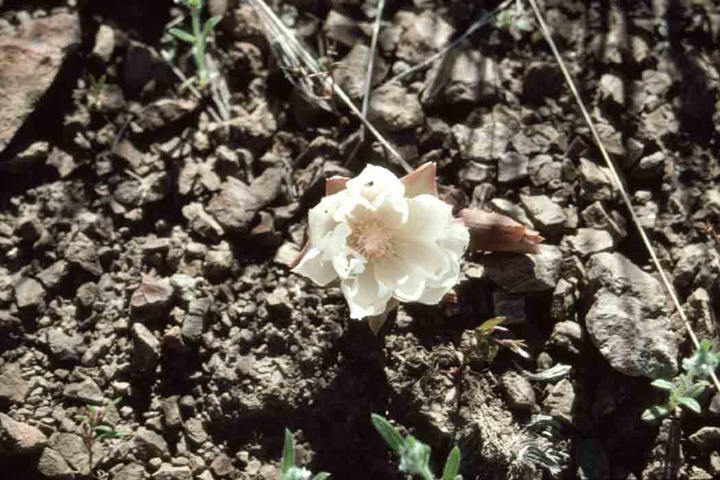 Bitterroot (Lewisia rediviva)
