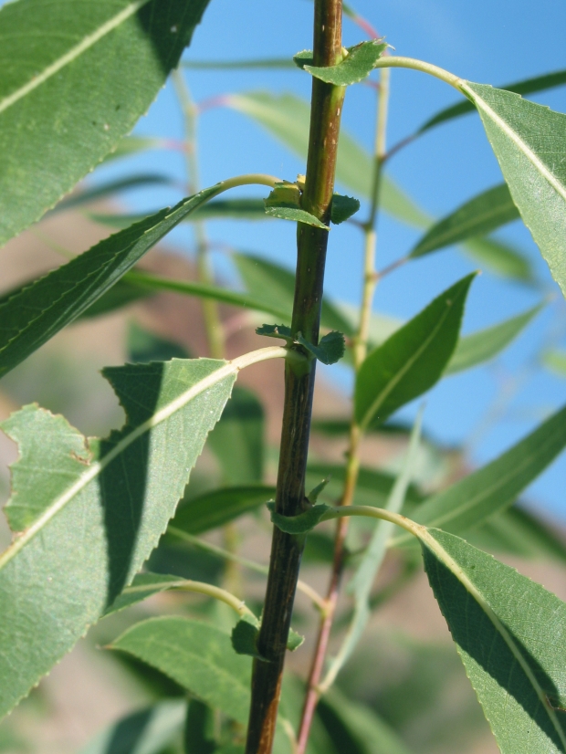 MacKenzie's willow (Salix rigida)
