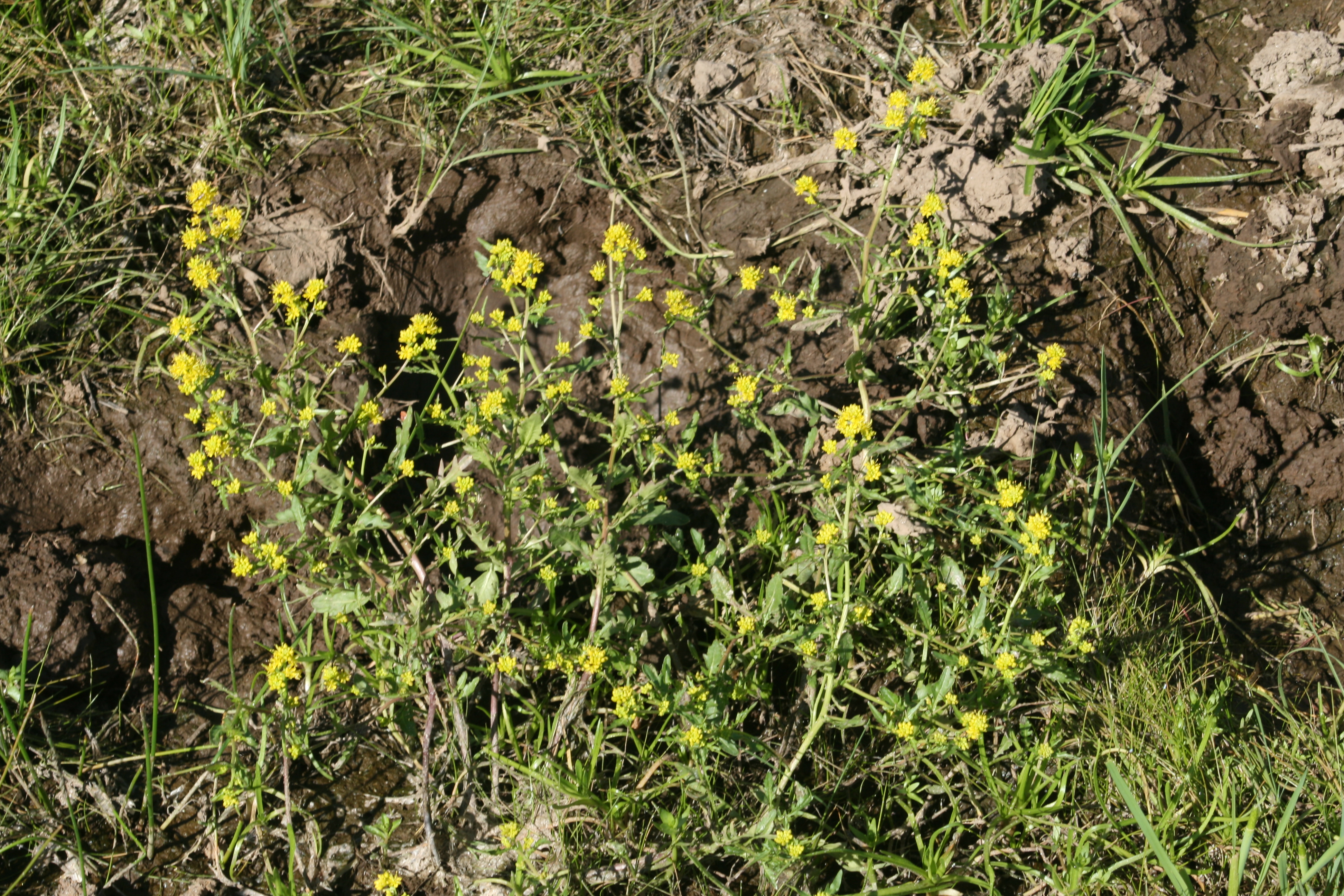 marsh yellowcress (Rorippa islandica)