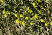 marsh yellowcress (Rorippa islandica)