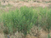 marshelder (Iva xanthifolia)