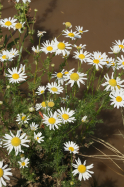mayweed chamomile, stinking chamomile (Anthemis cotula)