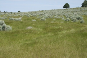 medusahead rye (Taeniatherum caput-medusae)