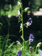 monkshood (Aconitum columbianum)