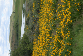 mule-ears (Wyethia amplexicaulis)
