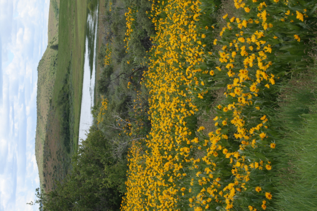 mule-ears (Wyethia amplexicaulis)