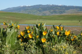 mule-ears (Wyethia amplexicaulis)