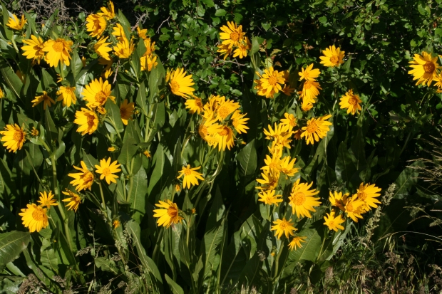 mule-ears (Wyethia amplexicaulis)