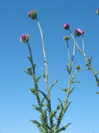 musk thistle (Carduus nutans) 