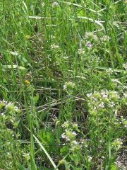 narrow-leaf collomia (Collomia linearis)