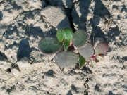 sulphur-flowered buckwheat, sulphur buckwheat (Eriogonum umbellatum)
