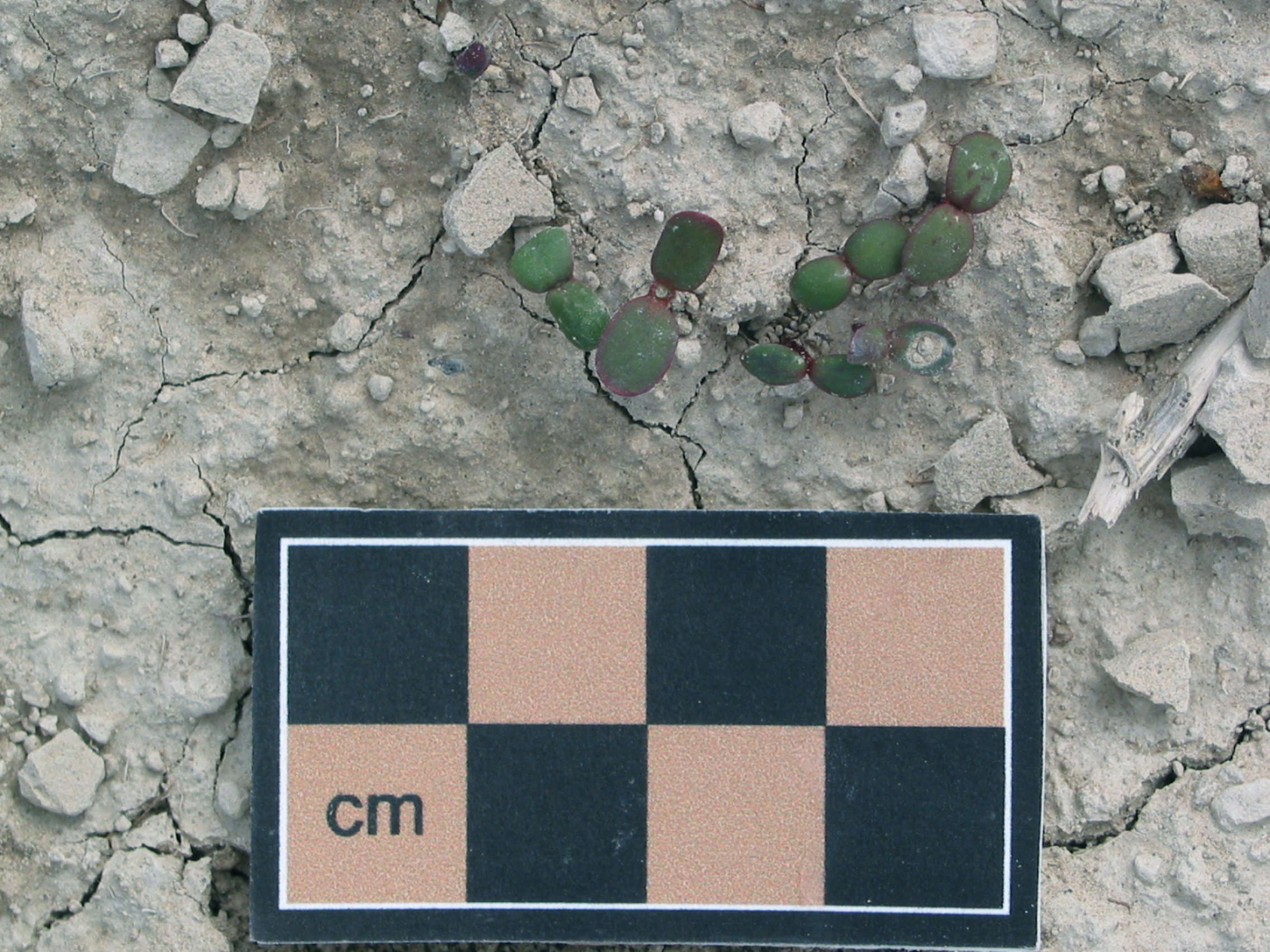 sulphur-flowered buckwheat, sulphur buckwheat (Eriogonum umbellatum)