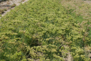 nineleaf lomatium (Lomatium triternatum)in cultivation at Ontario, Oregon