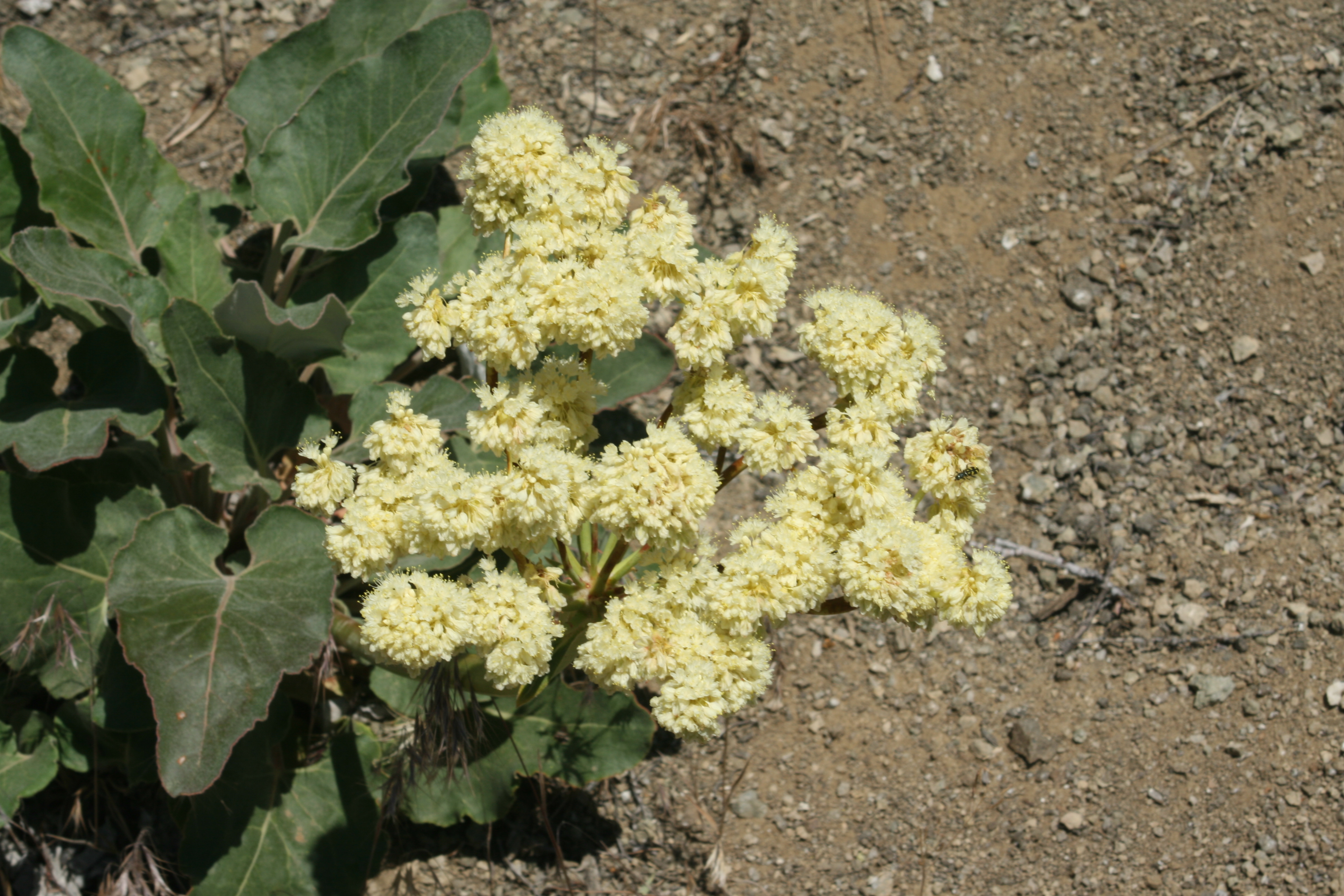 arrowleaf buckwheat, norther buckwheat (Eriogonum compositum)