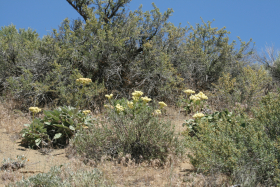 arrowleaf buckwheat, norther buckwheat (Eriogonum compositum)