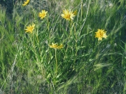 oneflower helianthella, rocky mountain helianthella, rocky mountain little sunflower (Helianthella uniflora)
