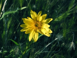oneflower helianthella, rocky mountain helianthella, rocky mountain little sunflower (Helianthella uniflora)
