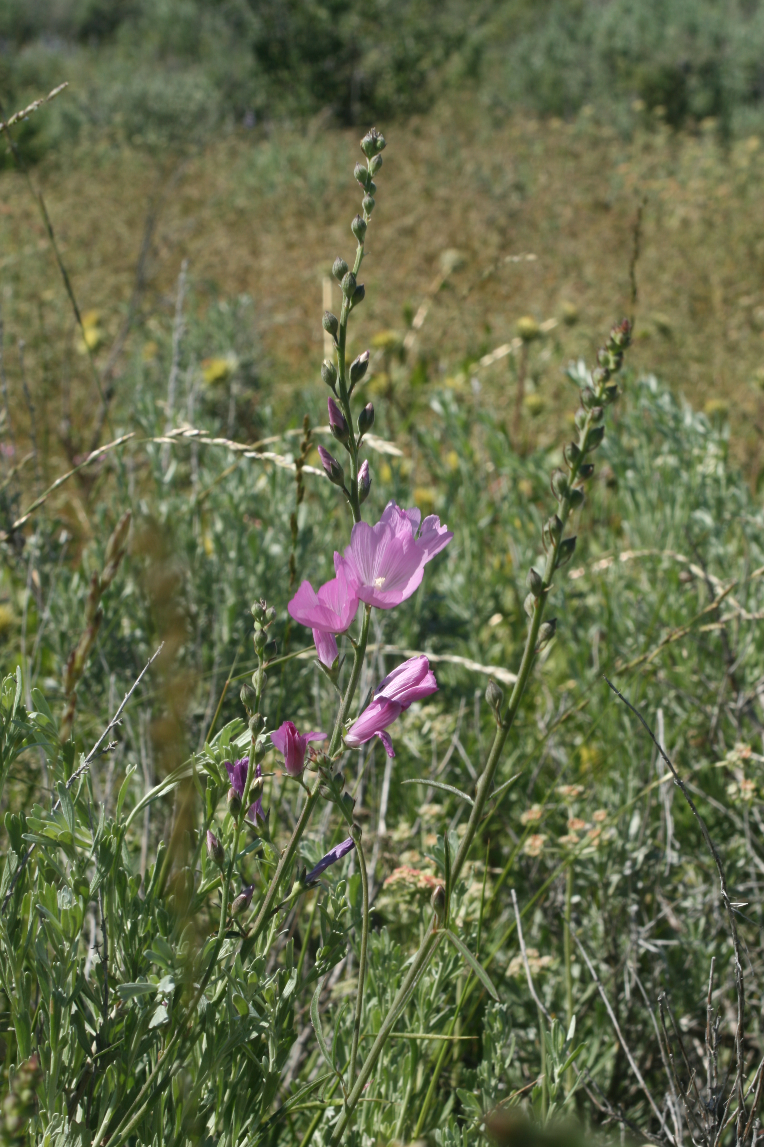 Oregon Checker-Mallow (Sidalcea oregana)