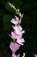 Oregon Checker-Mallow (Sidalcea oregana)