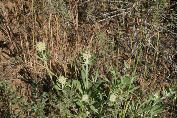 parsnip-flowered buckwheat (Eriogonum heracleoides)