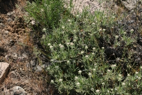 parsnip-flowered buckwheat (Eriogonum heracleoides)