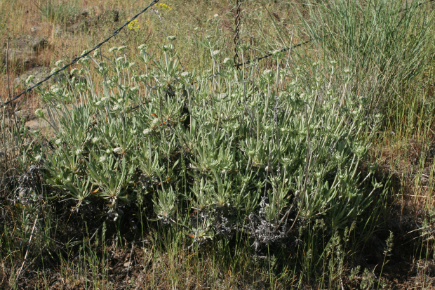 parsnip-flowered buckwheat (Eriogonum heracleoides)