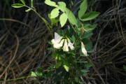 peavine (Lathyrus nevadensis)
