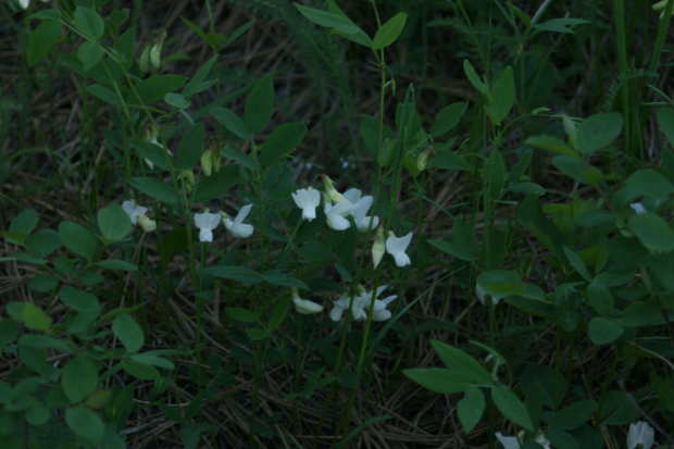peavine (Lathyrus nevadensis)