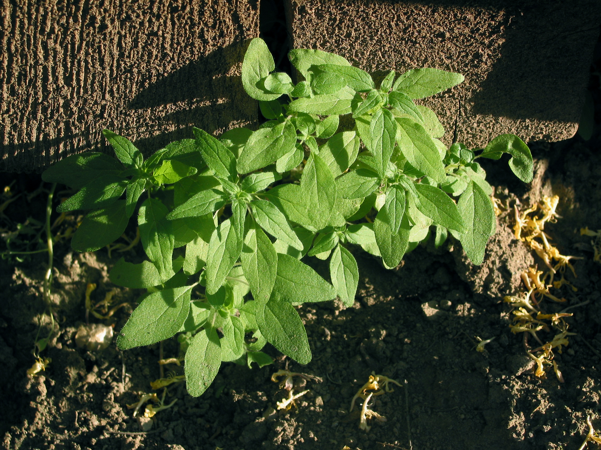 Pellitory (Parietaria pensylvanica)
