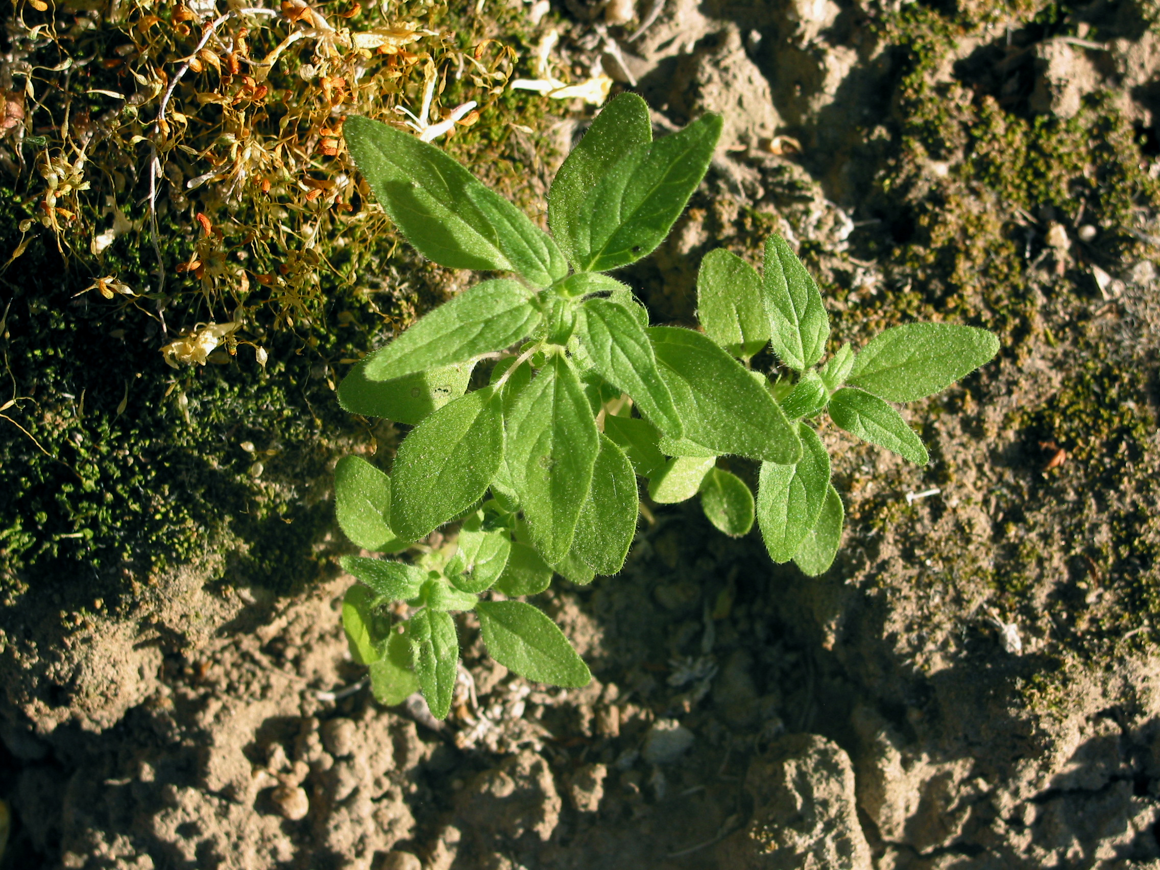 Pellitory (Parietaria pensylvanica)
