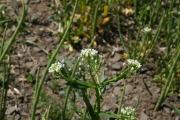 pennycress, field pennycress (Thlaspi arvense)