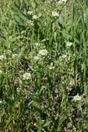 pennycress, field pennycress (Thlaspi arvense)