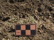 sanddune penstemon, sharp-leafed penstemon, sand penstemon, sandhill penstemon (Penstemon acuminatus)