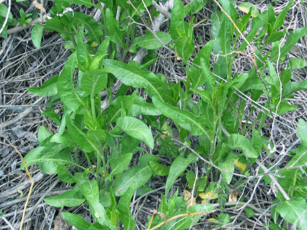 perennial pepperweed (Lepidium latifolium L) 
