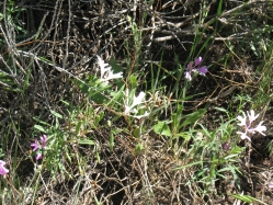 Pinkfairies (Clarkia Pulchella)