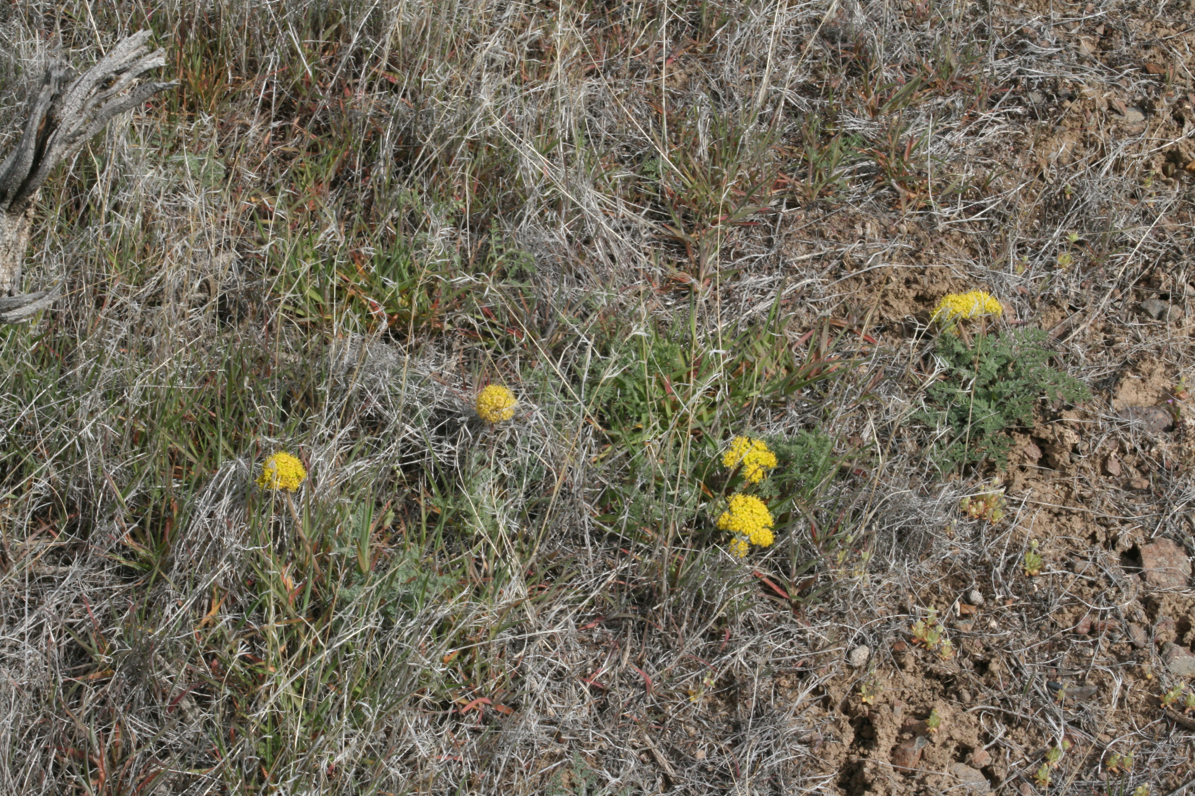 Plains springparsley (Cymopterus acaulis)