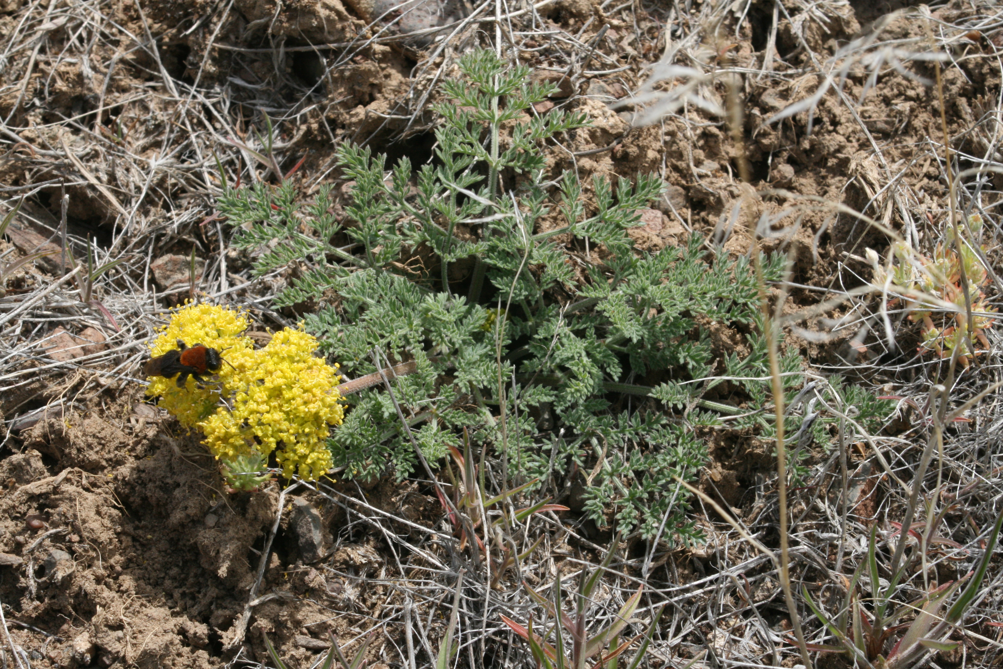 Plains springparsley (Cymopterus acaulis)