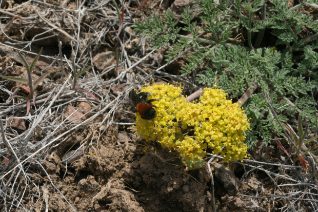 Plains springparsley (Cymopterus acaulis)