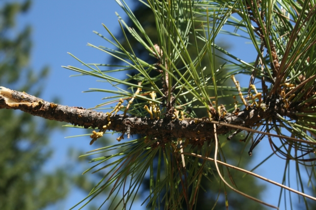 ponderosa pine (Pinus ponderosa)