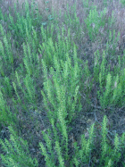 poverty sumpweed (Iva axillaris)